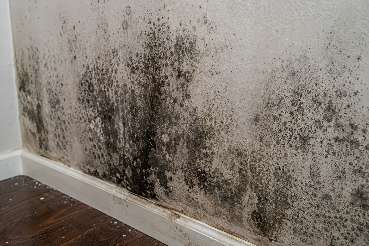 Major Restoration crew performing emergency water damage repair in Clearwater, FL